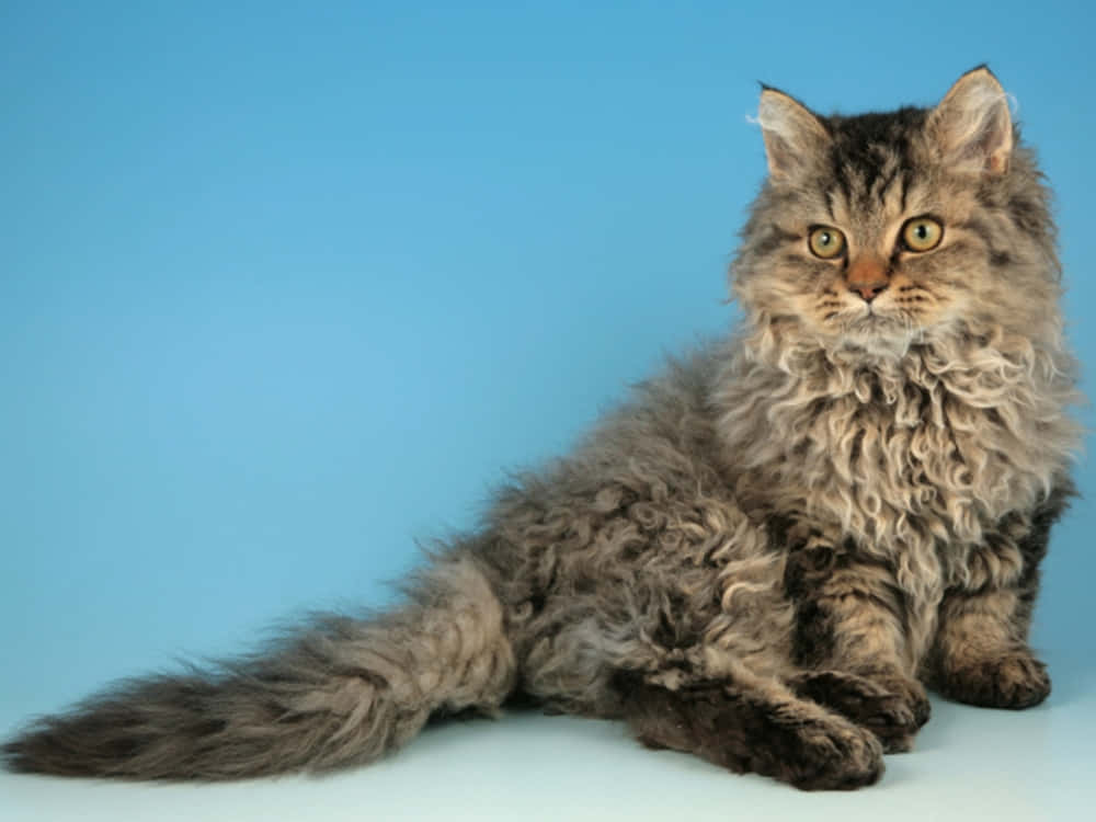 Beautiful Selkirk Rex cat with curly fur relaxing on a plush bed Wallpaper