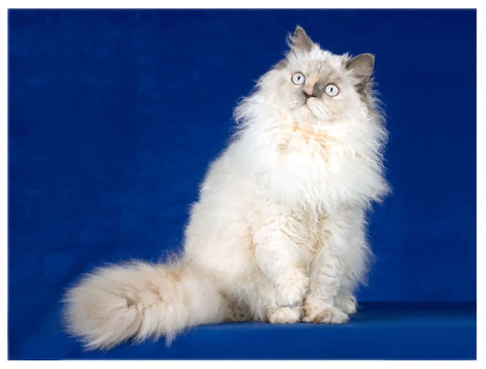 Adorable Selkirk Rex Cat Relaxing on a Soft Blanket Wallpaper