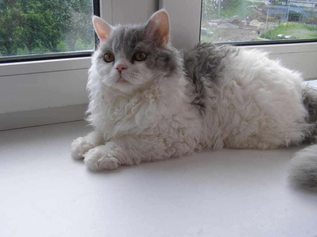 Adorable Selkirk Rex Cat Lounging on a Couch Wallpaper