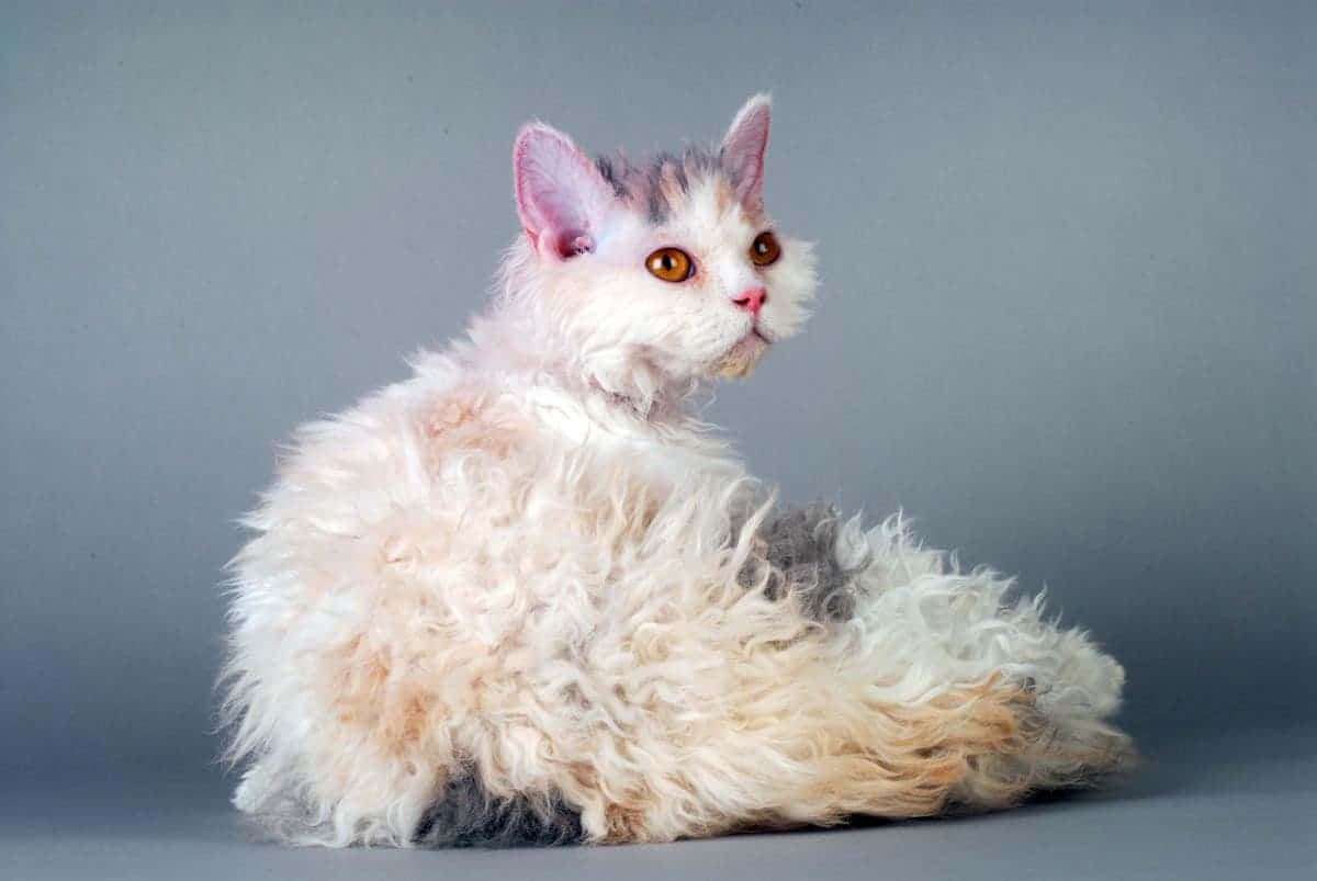 Adorable Selkirk Rex cat lounging on a cozy blanket Wallpaper