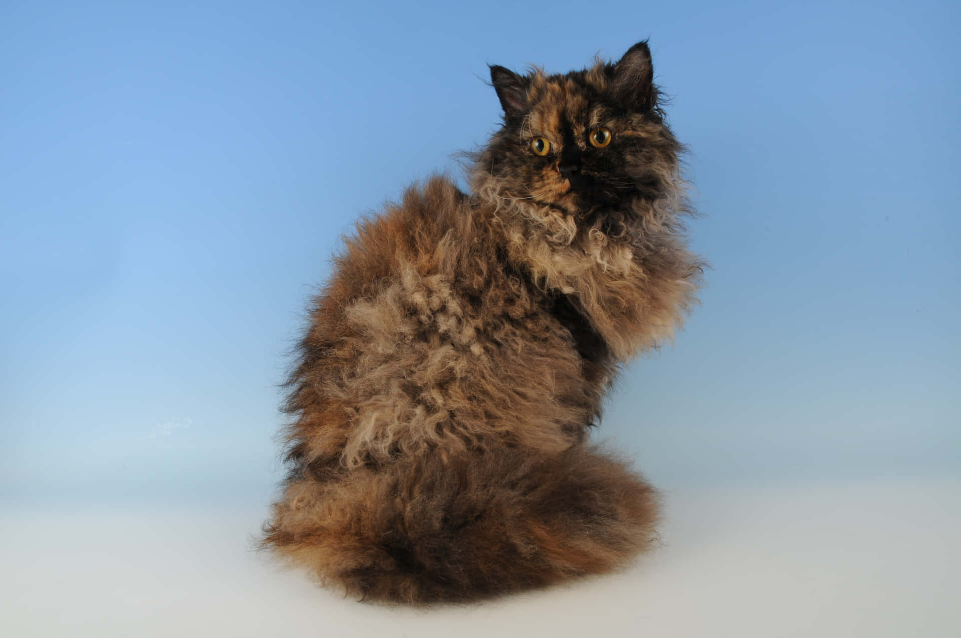 A Charming Selkirk Rex Cat Lounging on the Floor Wallpaper