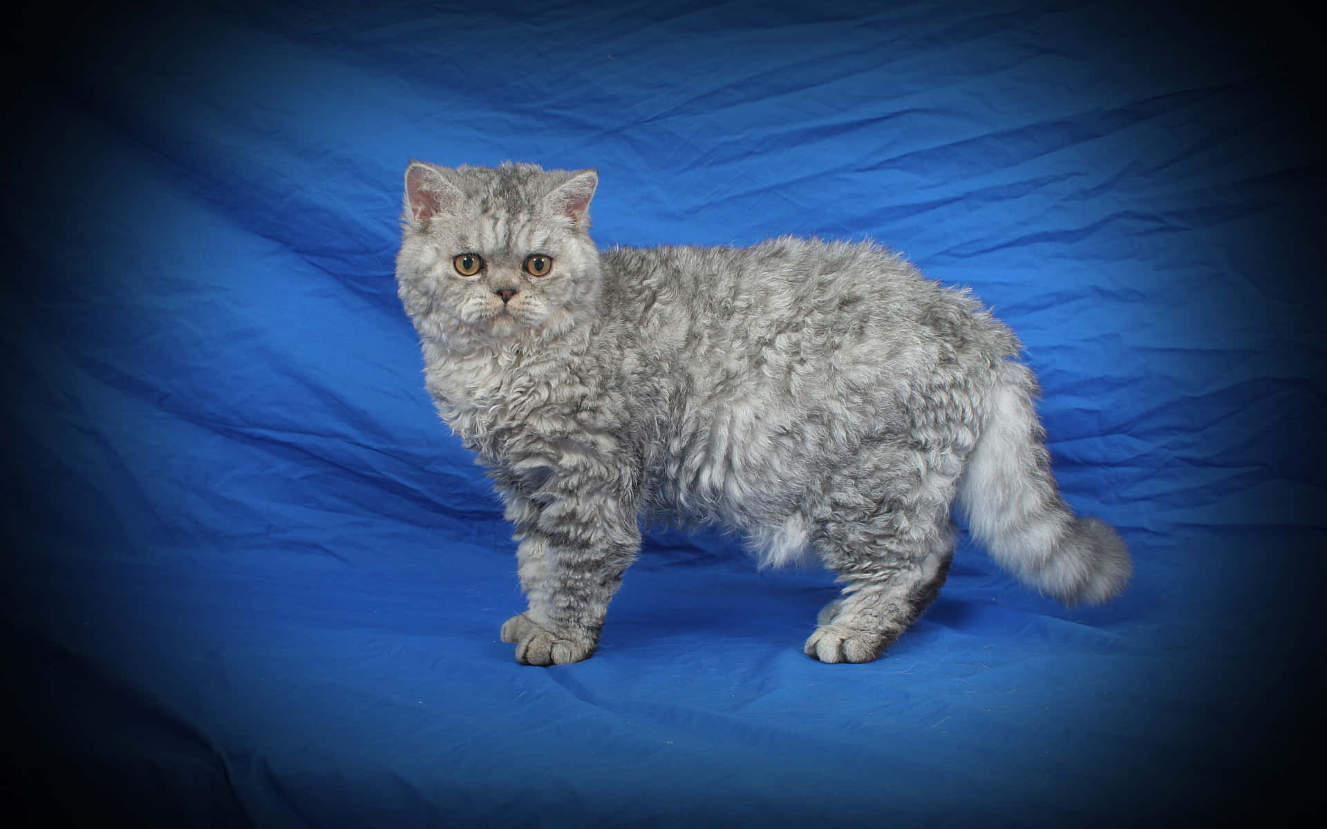 A Selkirk Rex cat relaxing on a sofa Wallpaper