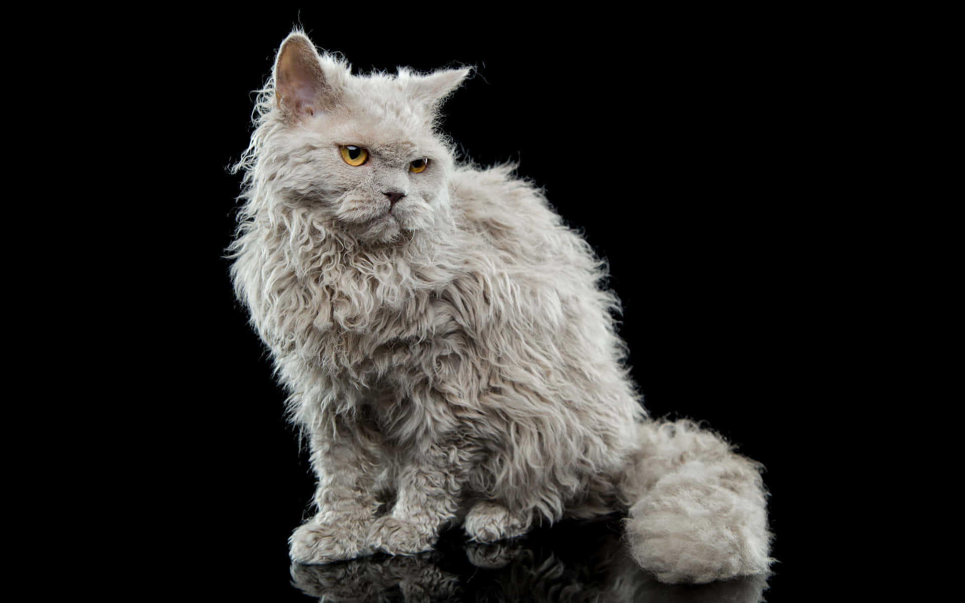 Schattige Selkirk Rex Kat Die Ontspant Op Een Zachte Pluche Ondergrond Achtergrond