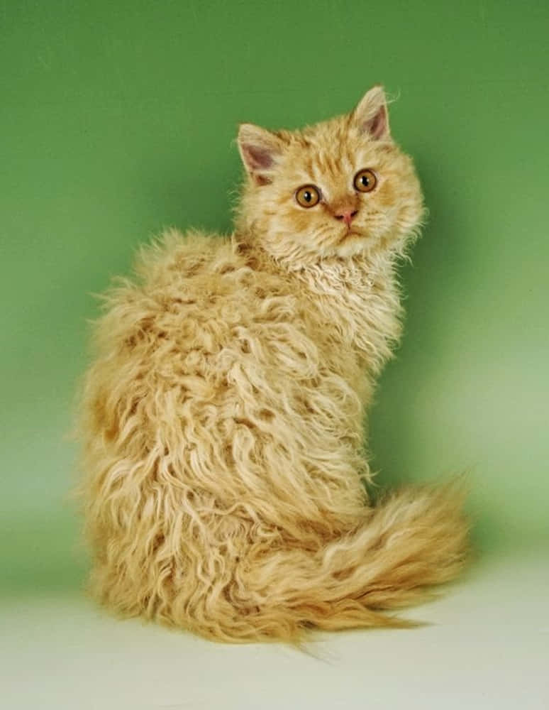 Adorable Selkirk Rex cat gracefully posing for the camera Wallpaper