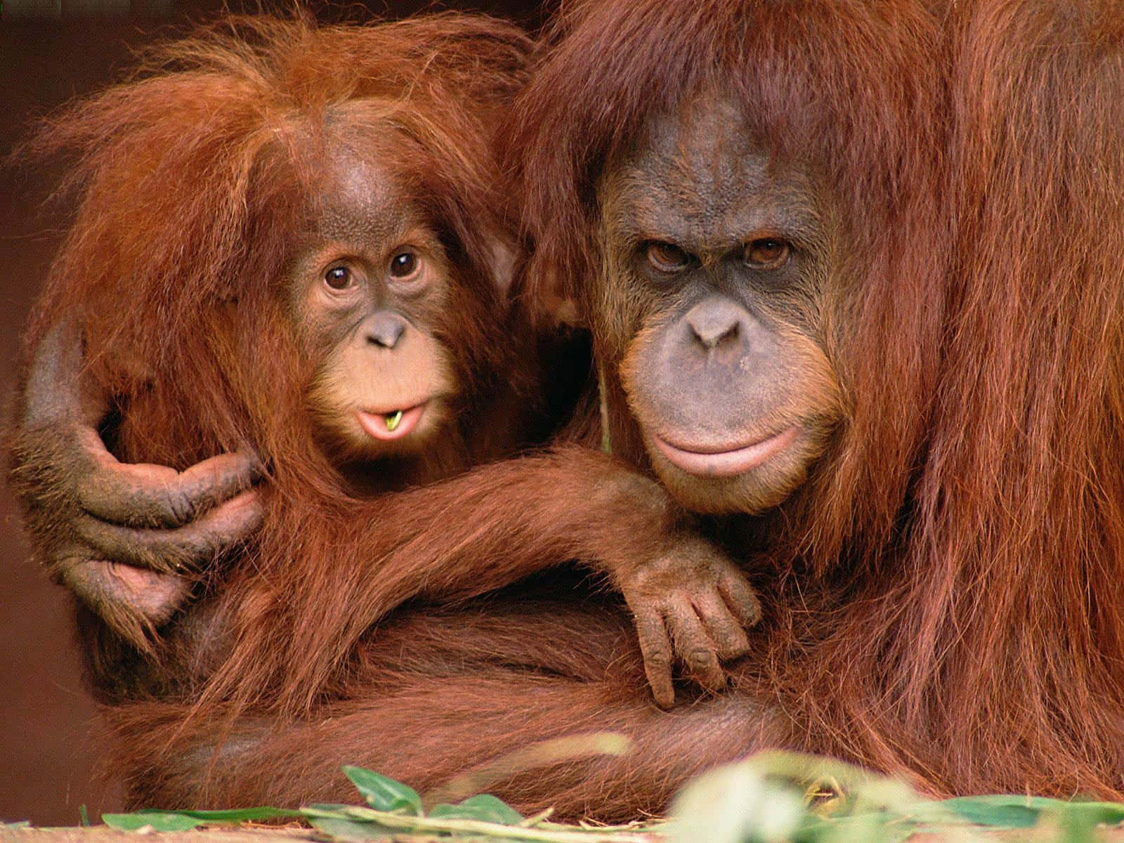 Semi-social Apes Orangutan Wallpaper