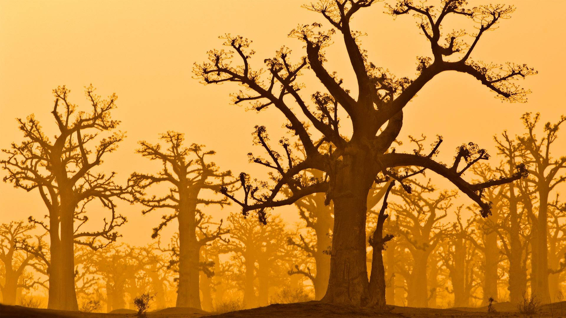 Senegal Baobab Trees