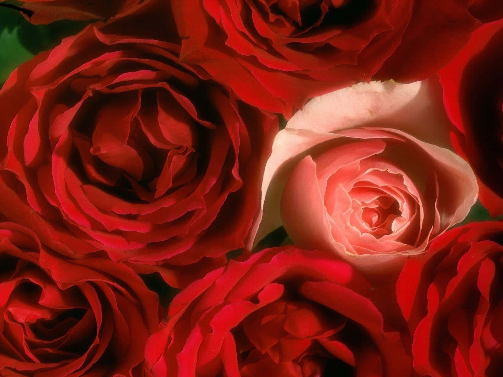 Sensual Rose Wallpaper