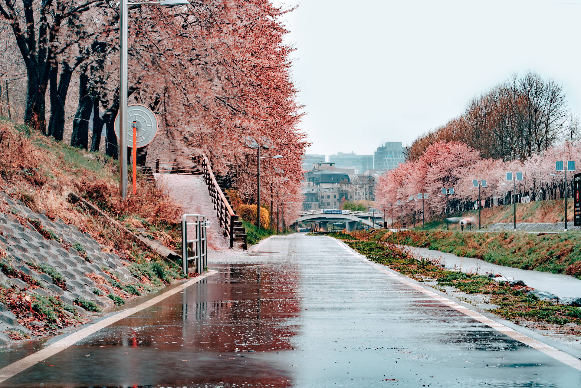 Seoul Spring Cherry Blossoms Wallpaper