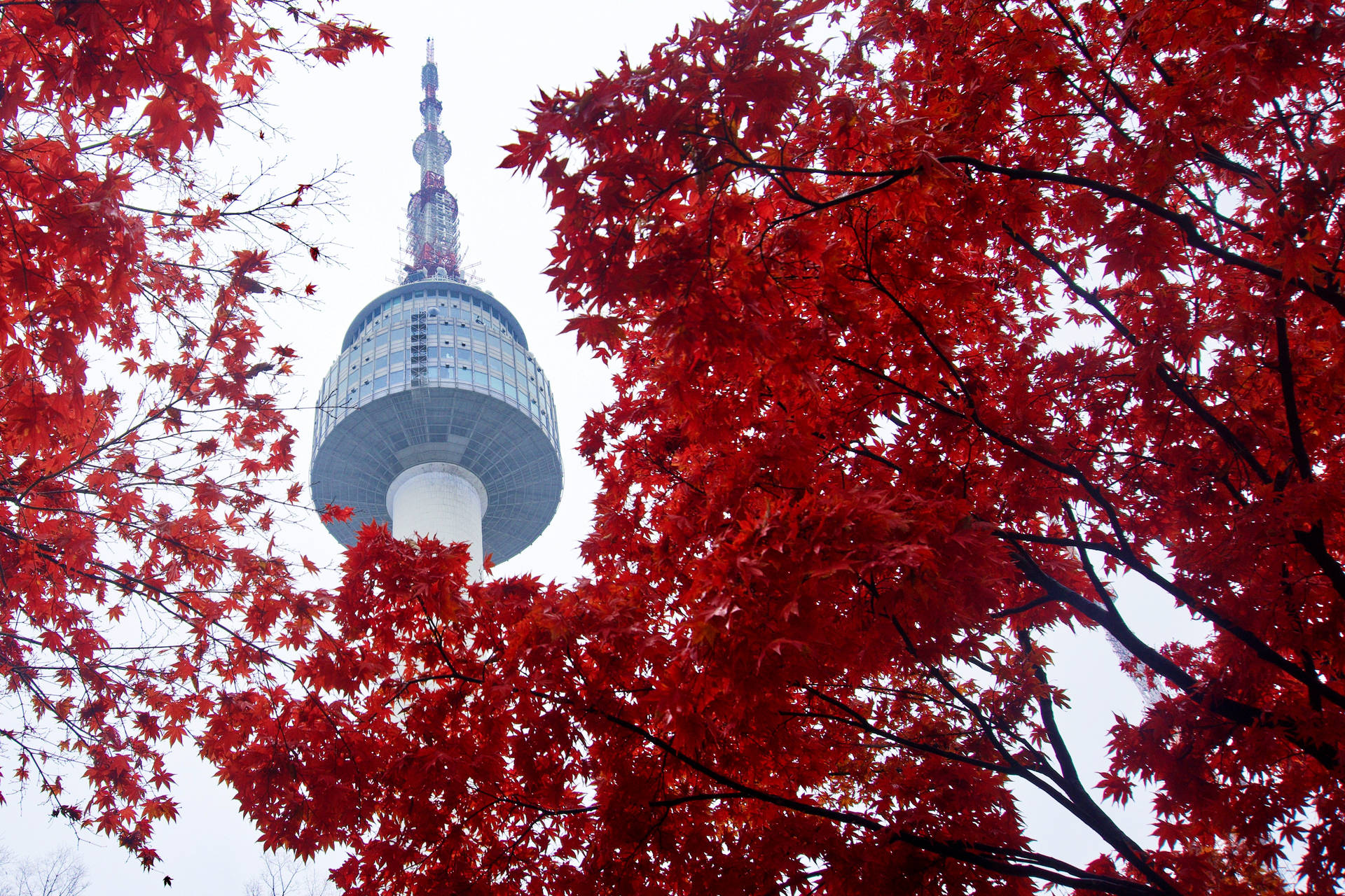 Seoul Tower Red Autumn Wallpaper
