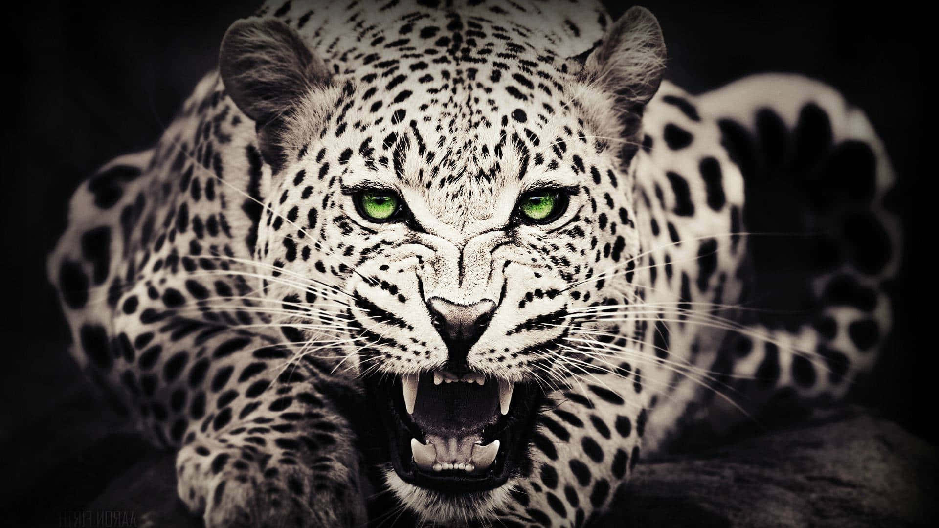 Sepia Aesthetic Leopard With Green Eyes Wallpaper