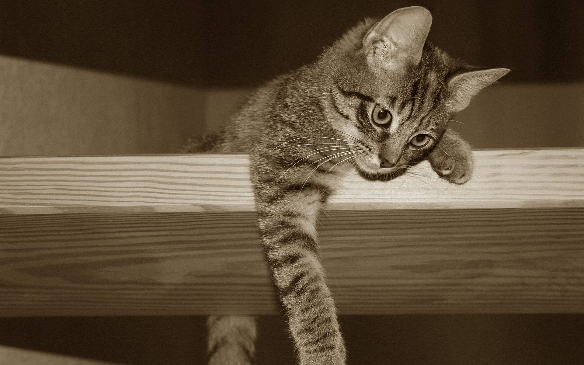 Sepia-foto Af Kawaii Cat On Ledge Wallpaper