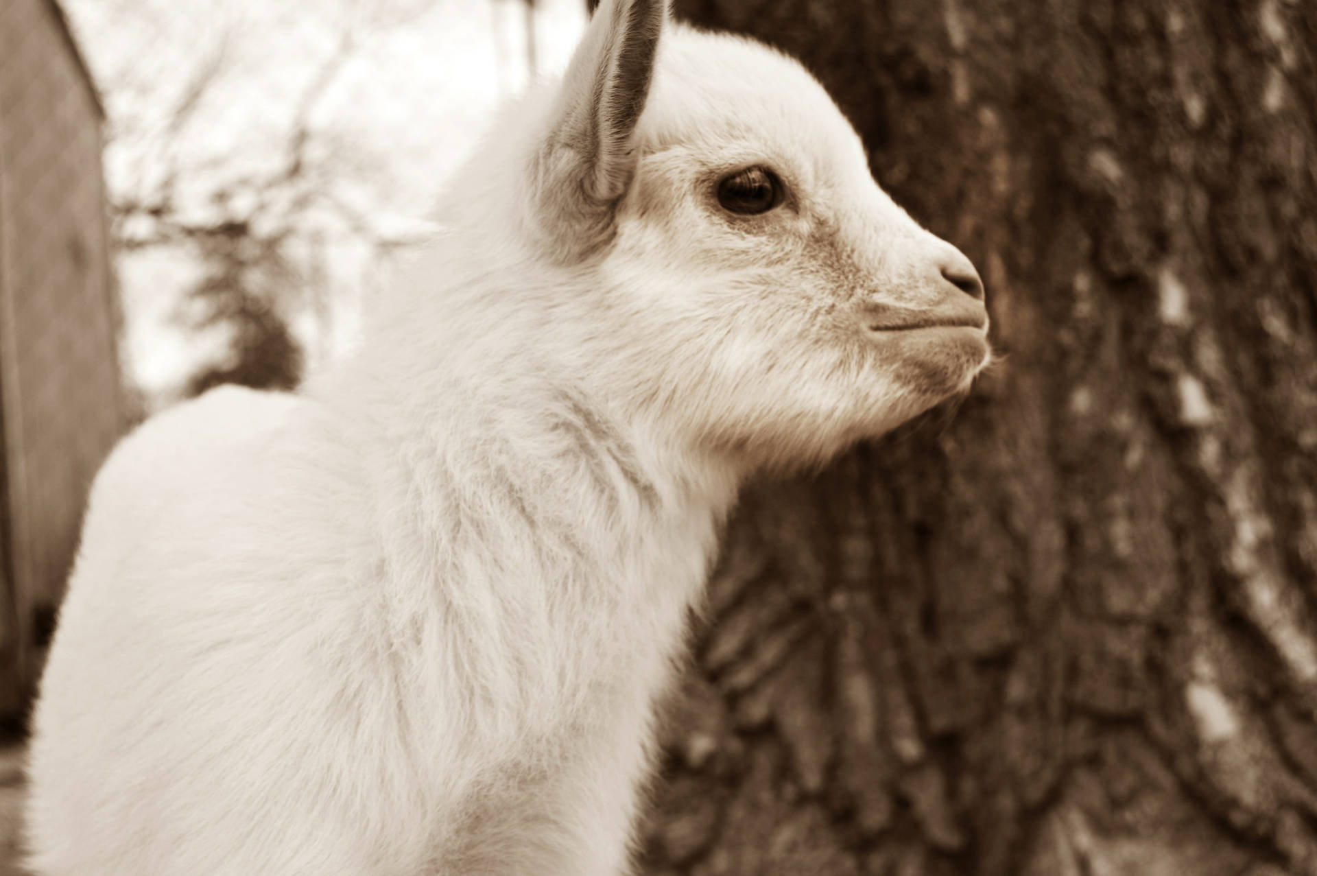 Sepia Photo Of Baby Goat Wallpaper