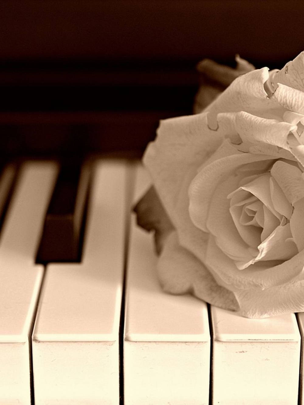 Sepia Rose Keyboard Æstetisk Wallpaper