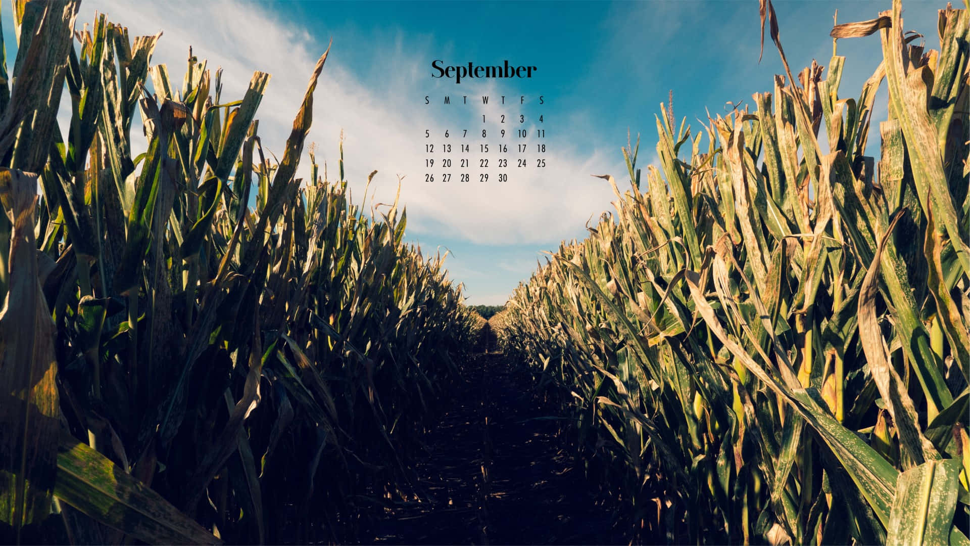 September 2021 Calendar Cornfield Wallpaper