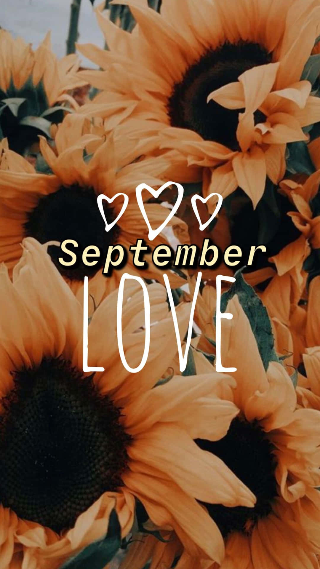 September Love Sunflowers Aesthetic Wallpaper