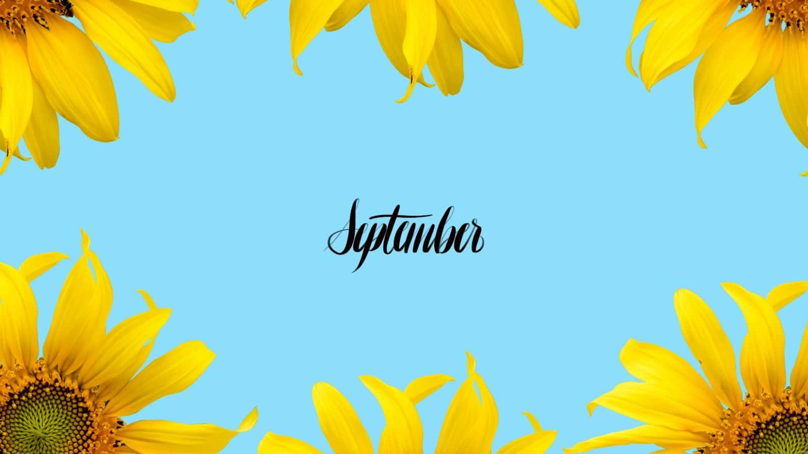 September Sunflowers Blue Background Wallpaper