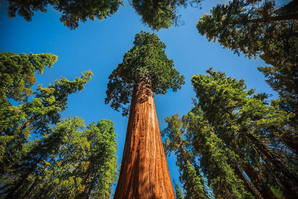 Sequoia National Park Blue Sky Wallpaper