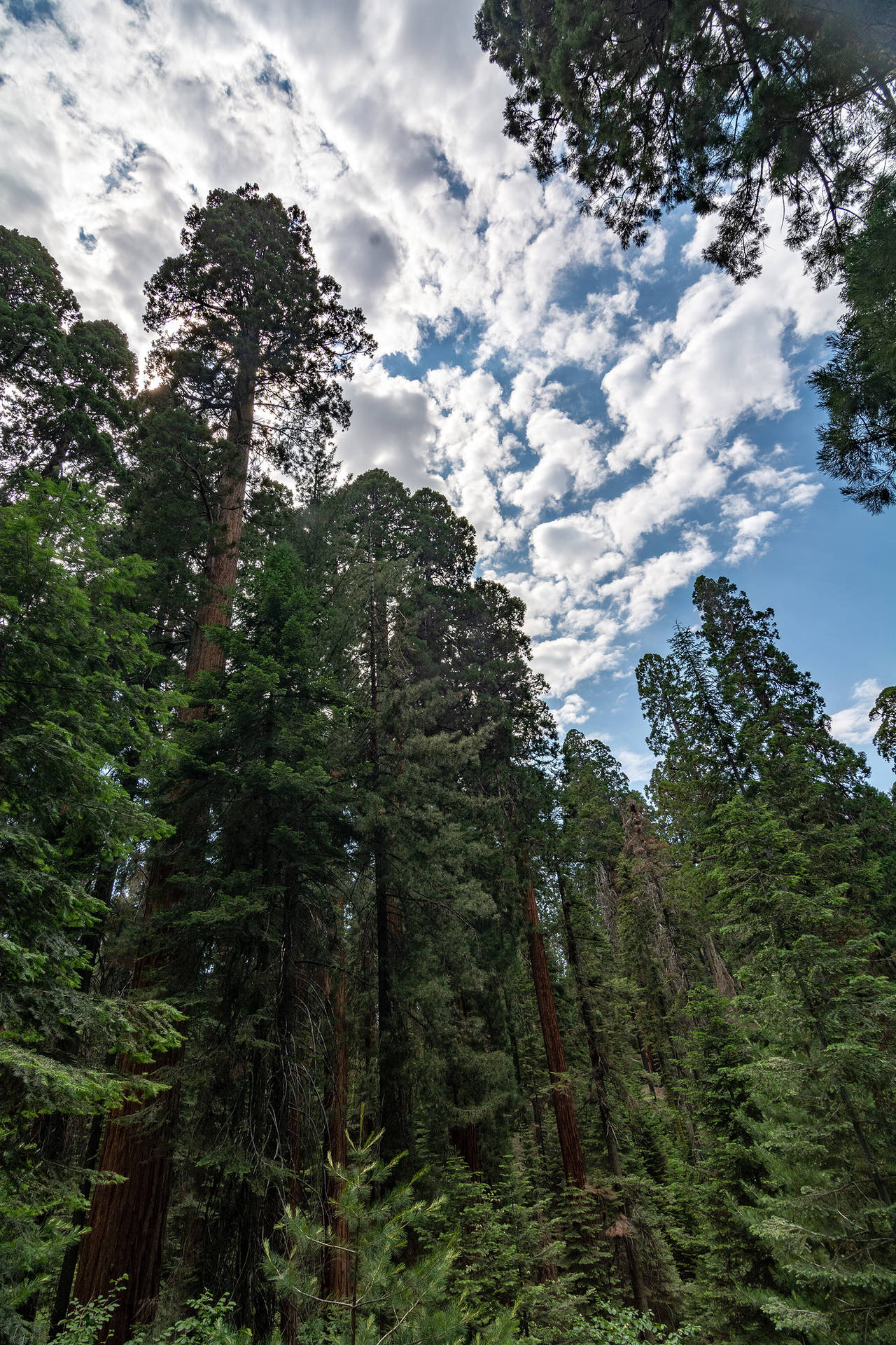Vistadel Cielo Azul Del Parque Nacional De Sequoia. Fondo de pantalla