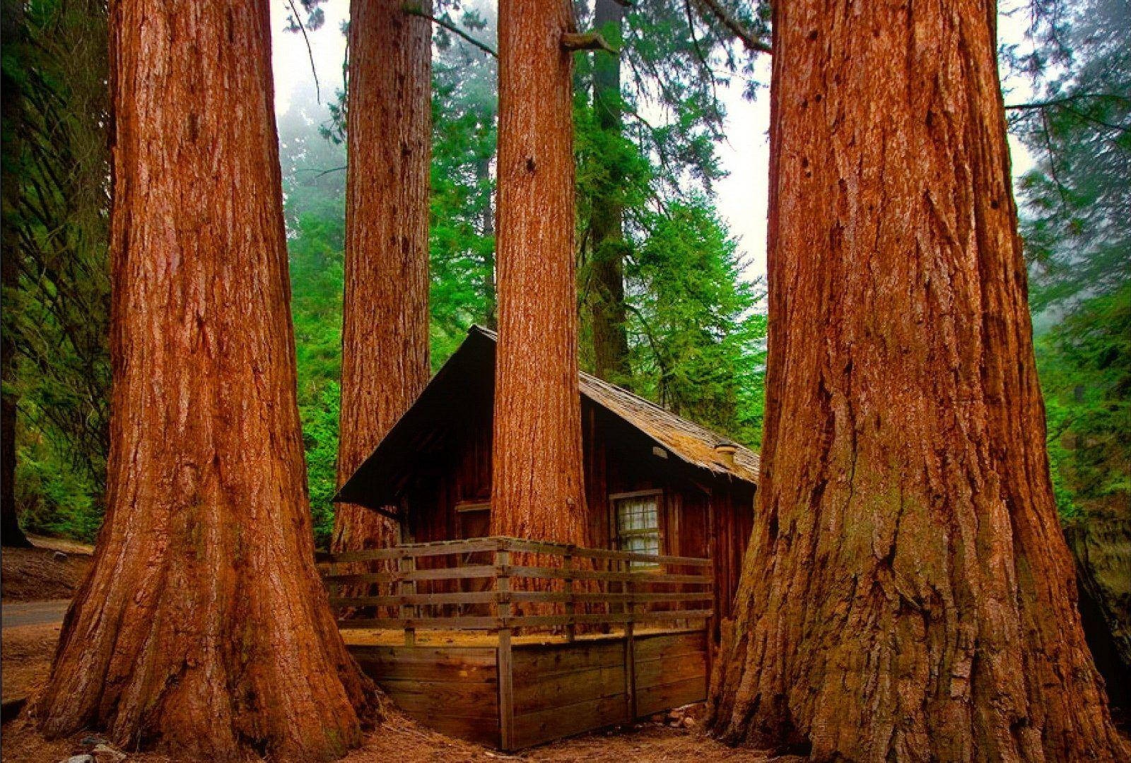 Sequoia National Park Cottage Wallpaper