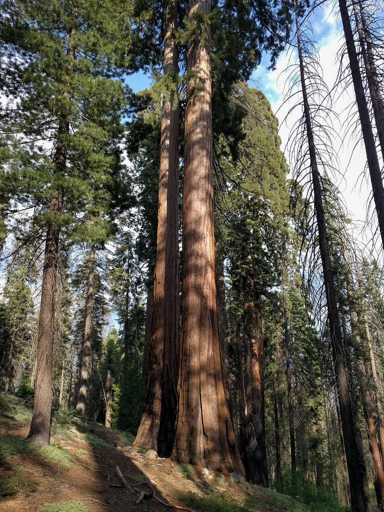 Stupendavista Del Parco Nazionale Di Sequoia Alla Luce Del Sole Sfondo