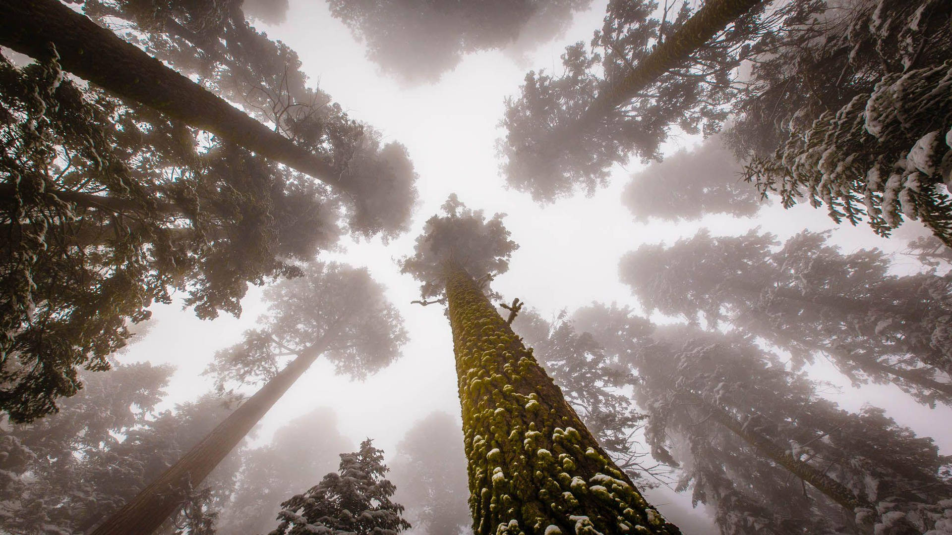 Parconazionale Di Sequoia Cielo Nebbioso Sfondo