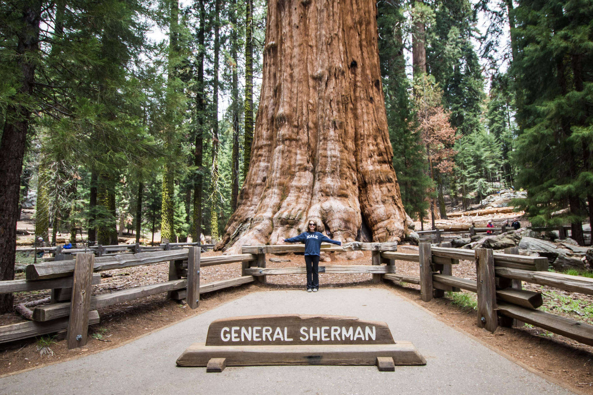 Sequoia National Park General Sherman Wallpaper