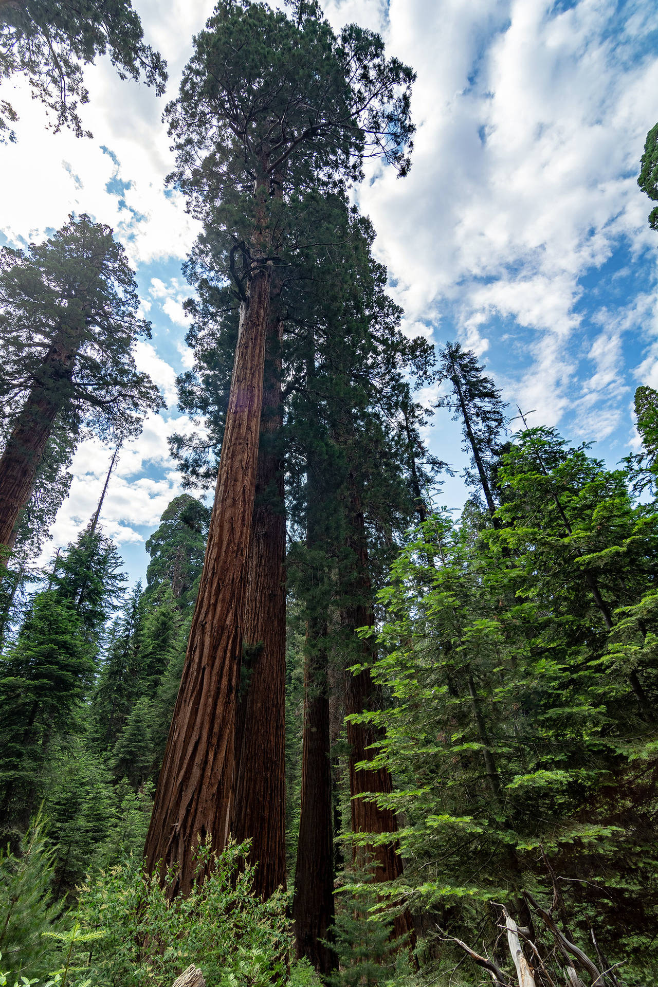 Sequoia National Park Green View Wallpaper