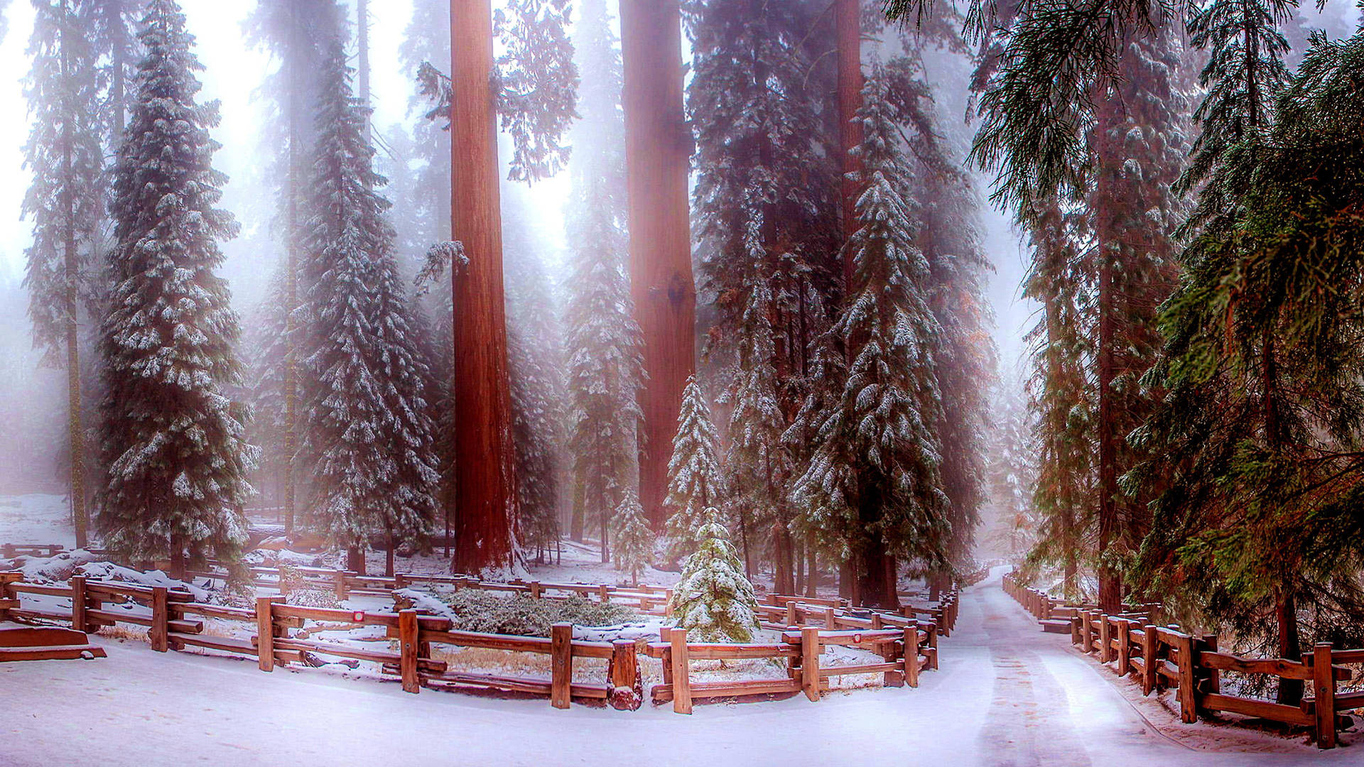 Parconazionale Di Sequoia D'inverno Sfondo