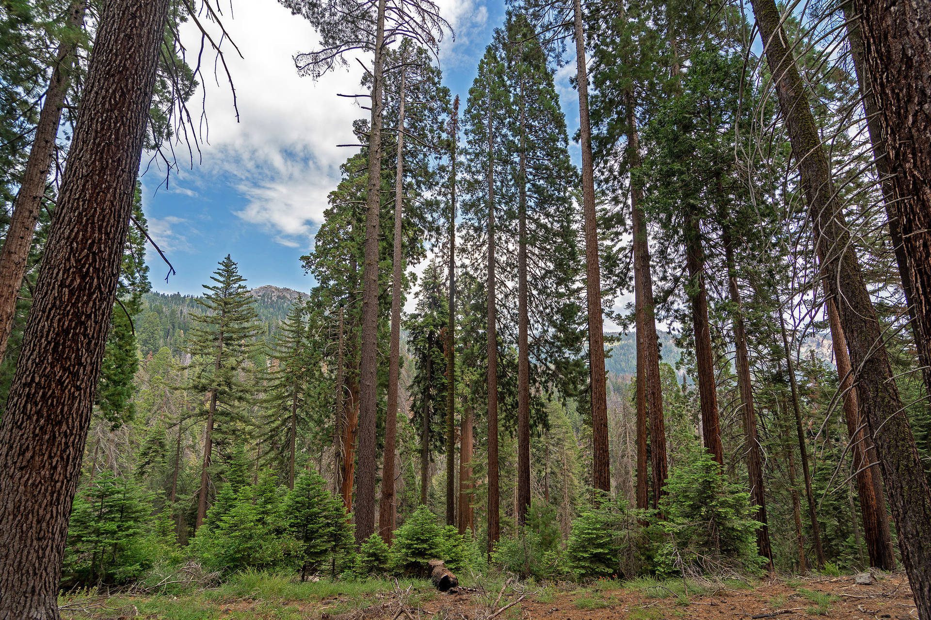 Lineadi Alberi Del Parco Nazionale Di Sequoia. Sfondo