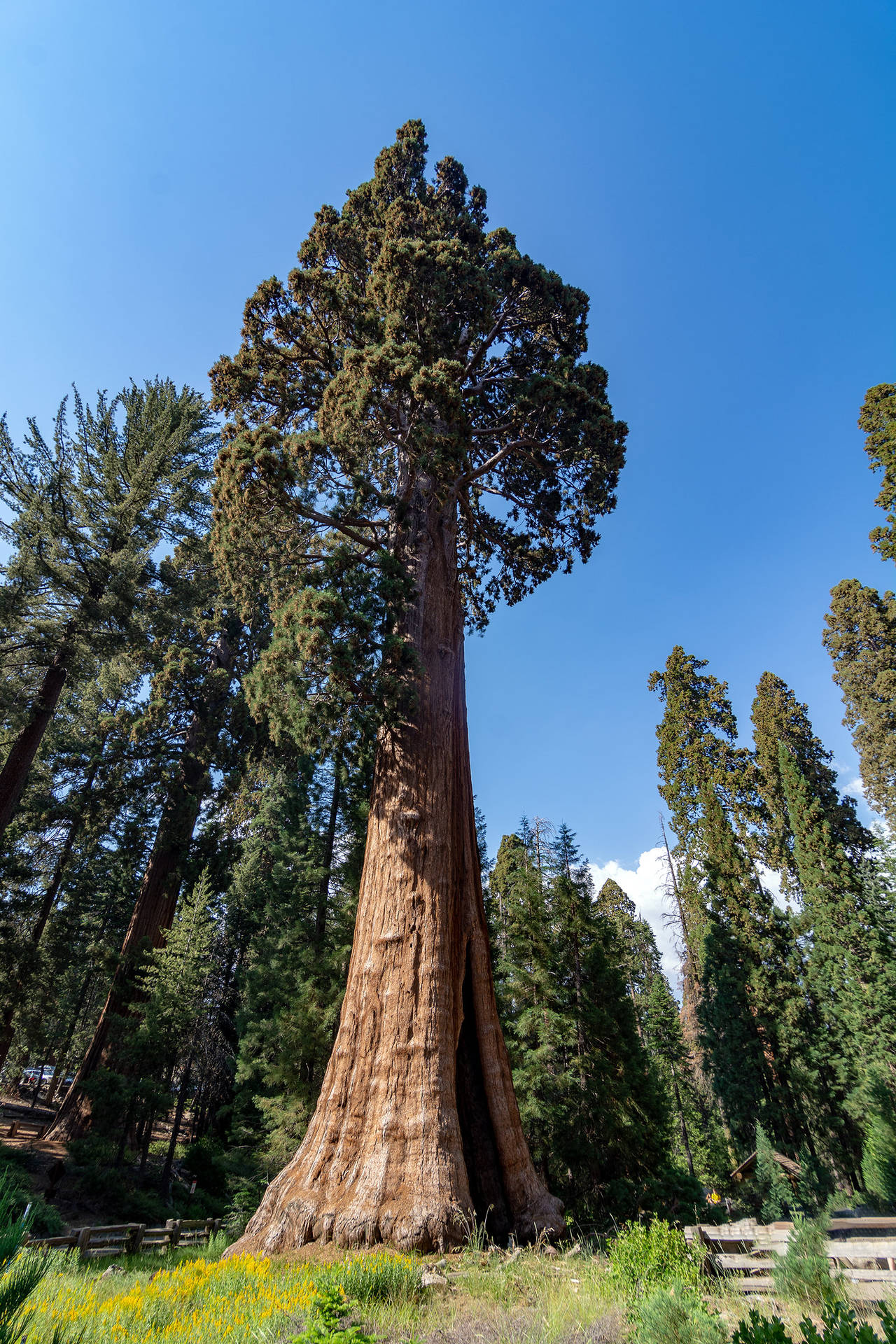 Sequoia National Park Lone Tree står majestætisk med en dæmpet skygge. Wallpaper