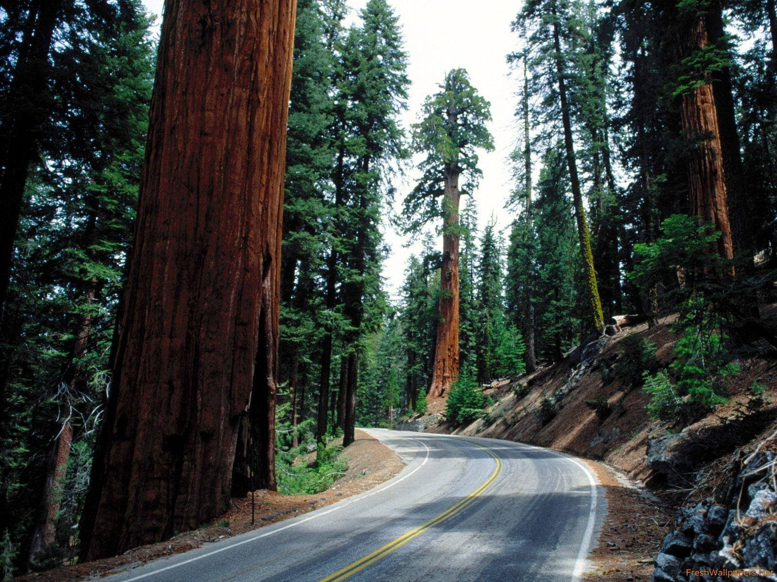 Stradadel Parco Nazionale Di Sequoia Sfondo