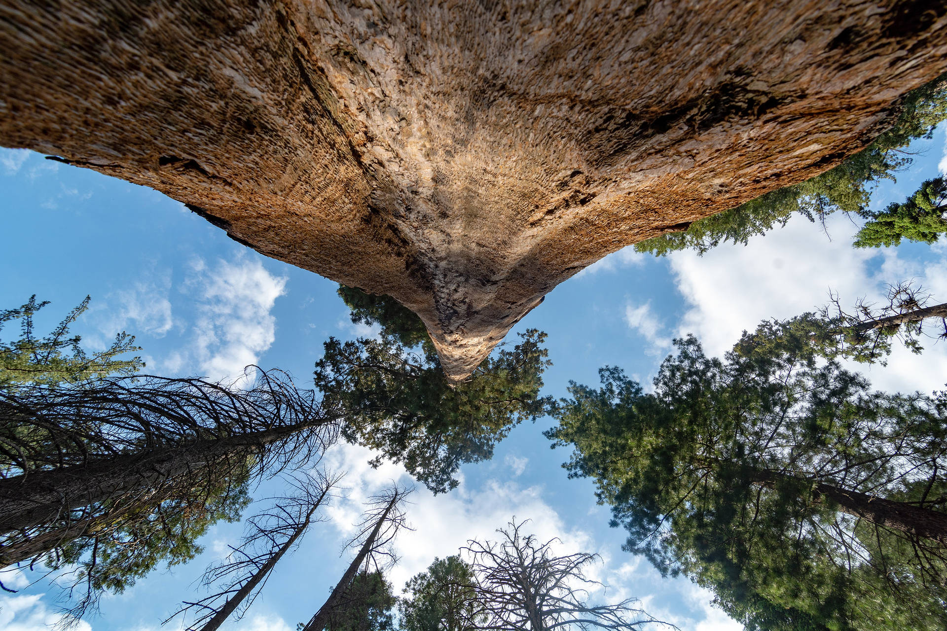 Parquenacional Sequoia Cielo Fondo de pantalla