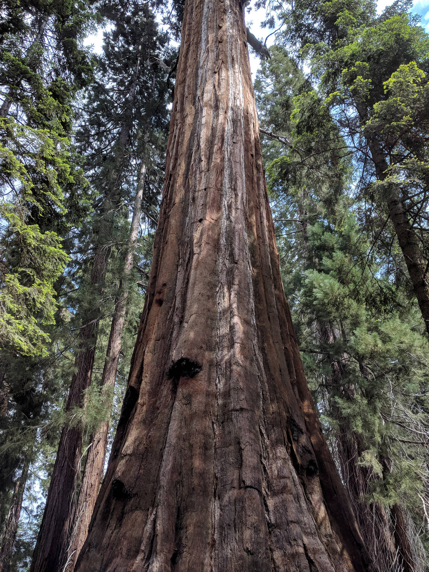 Vistamaestosa Di Un Grosso Tronco D'albero Nel Parco Nazionale Delle Sequoie Sfondo