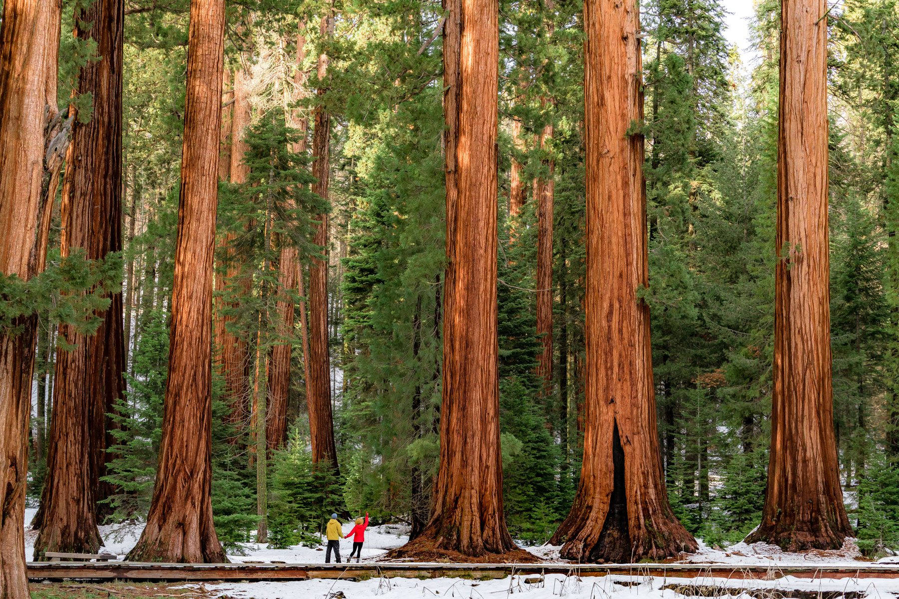 Torresimpresionantes Del Parque Nacional De Sequoia Fondo de pantalla