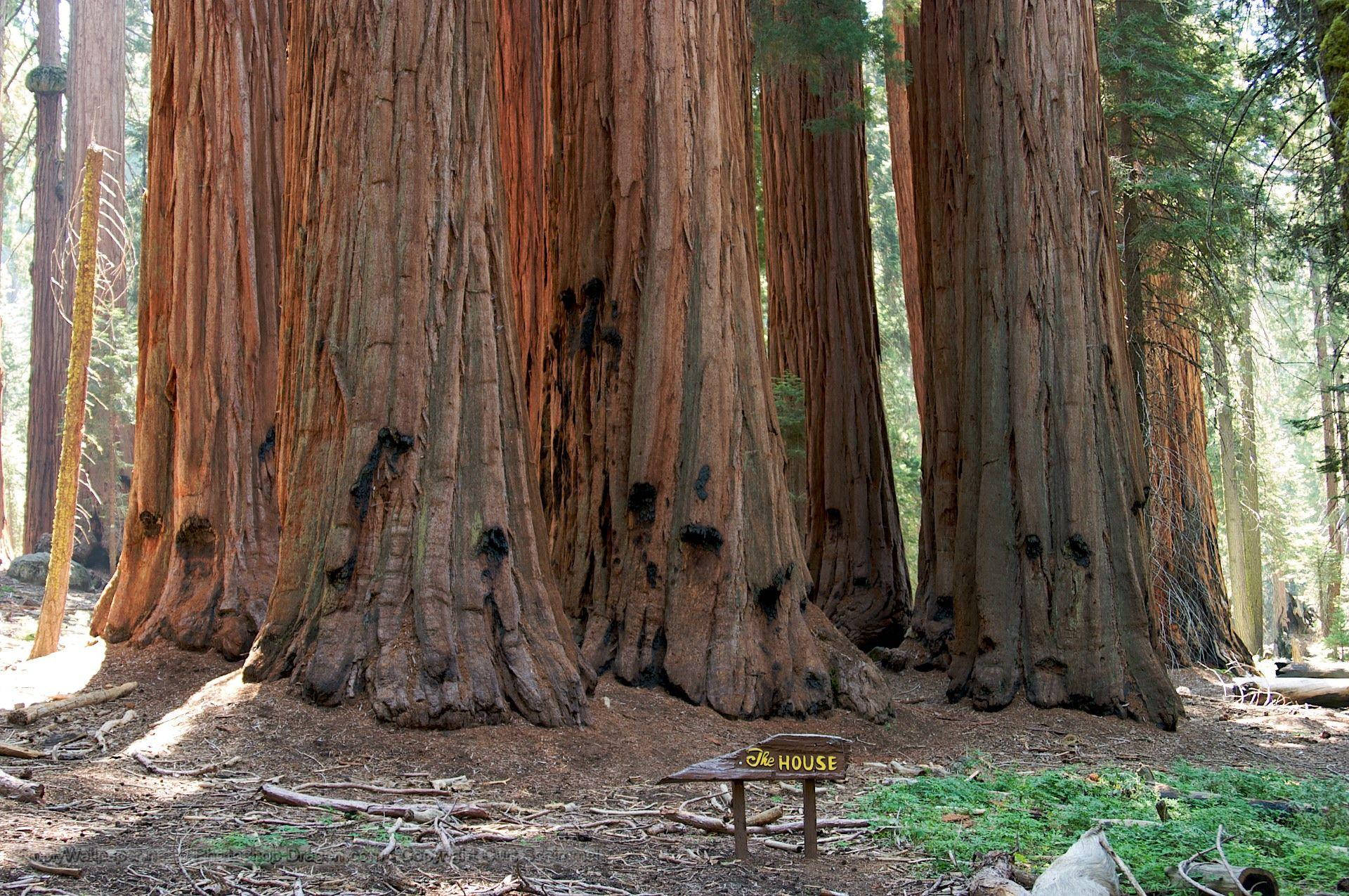 Sequoia National Park Tree Bases Wallpaper