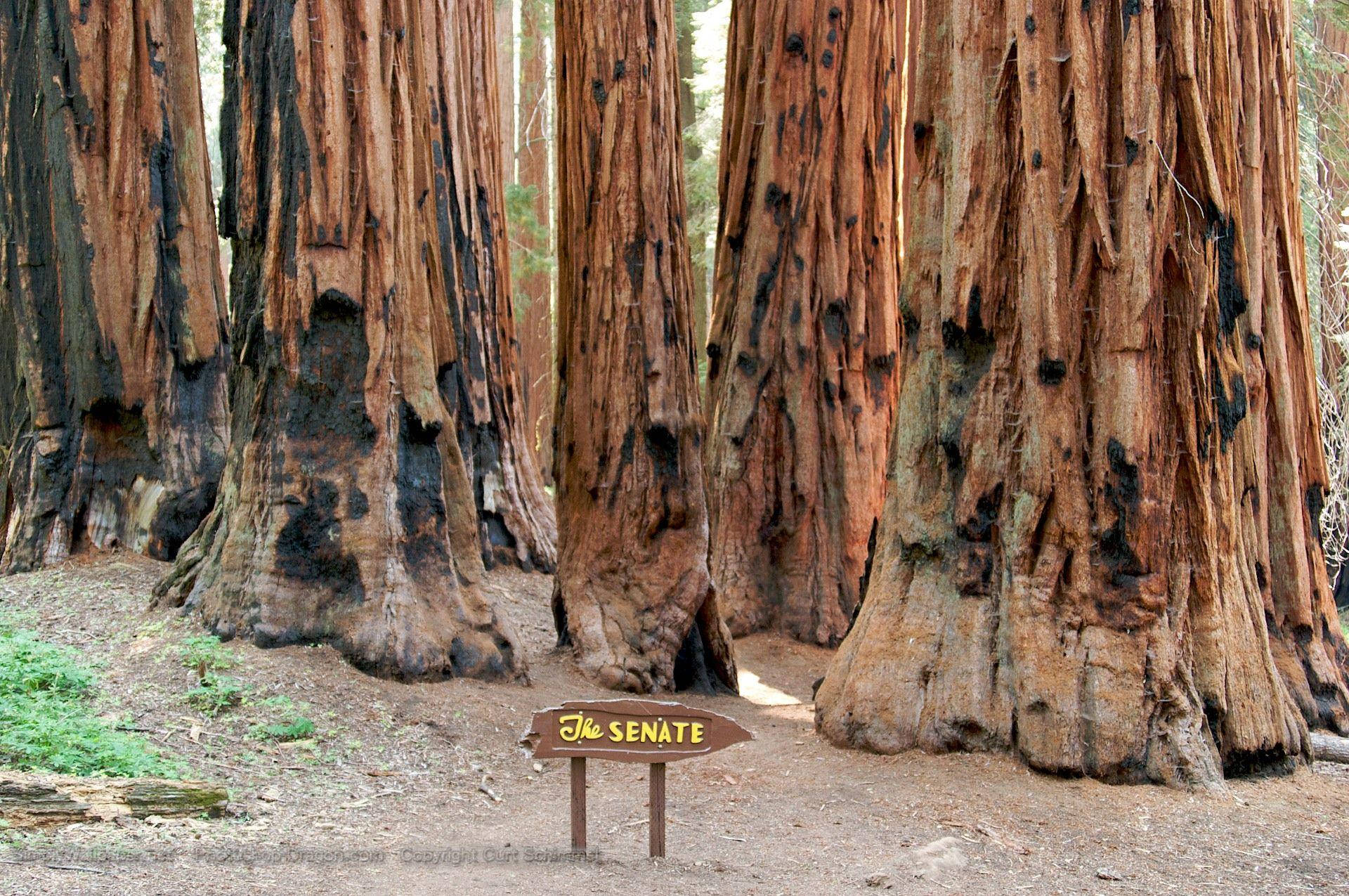 Grupode Árboles Del Parque Nacional Sequoia Cerca De Un Letrero. Fondo de pantalla
