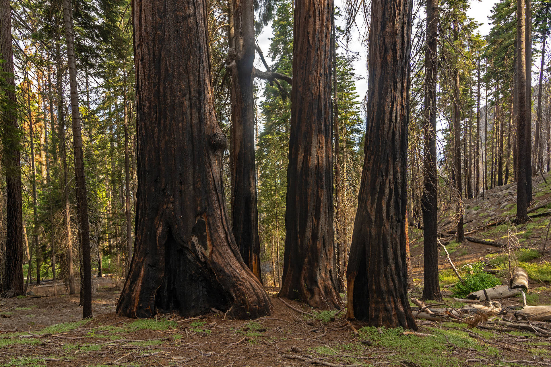 Troncosde Árboles Del Parque Nacional De Sequoia Fondo de pantalla