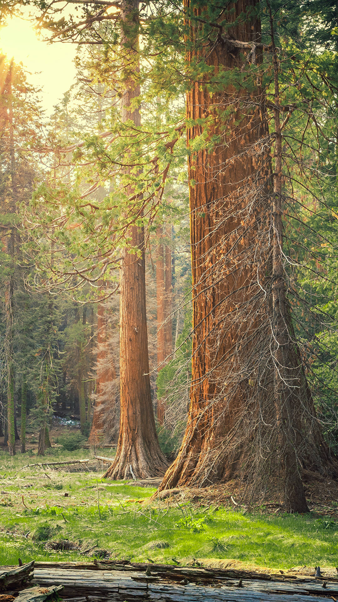 Alberidel Parco Nazionale Di Sequoia Al Sole Sfondo