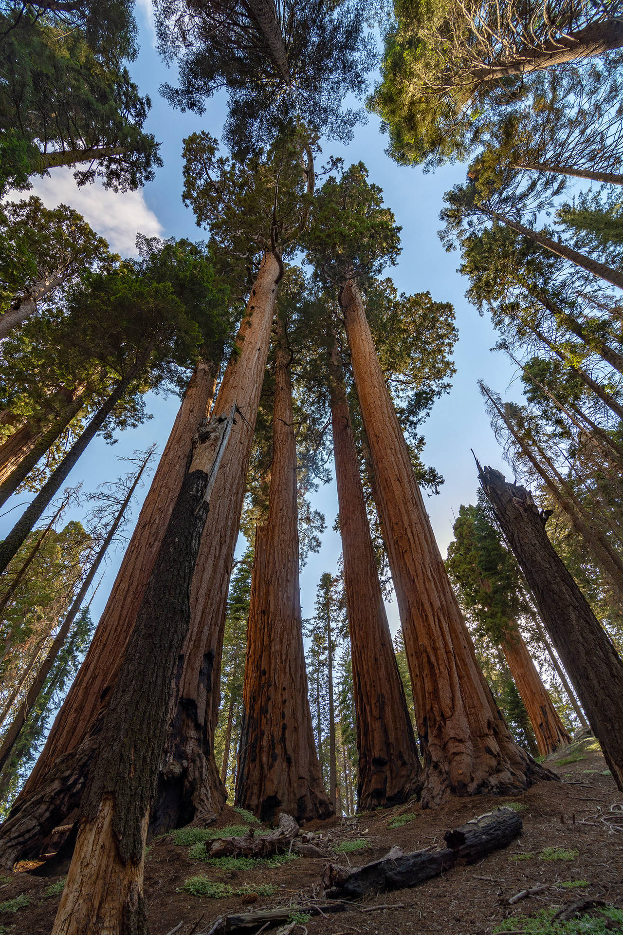 Sequoia National Park Trees Reaching For Sky Wallpaper