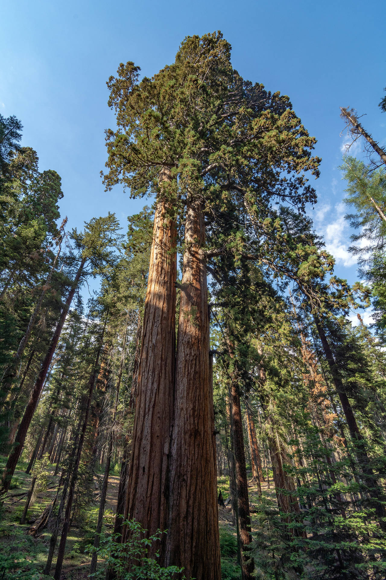 Copasde Árboles Del Parque Nacional De Sequoia Fondo de pantalla