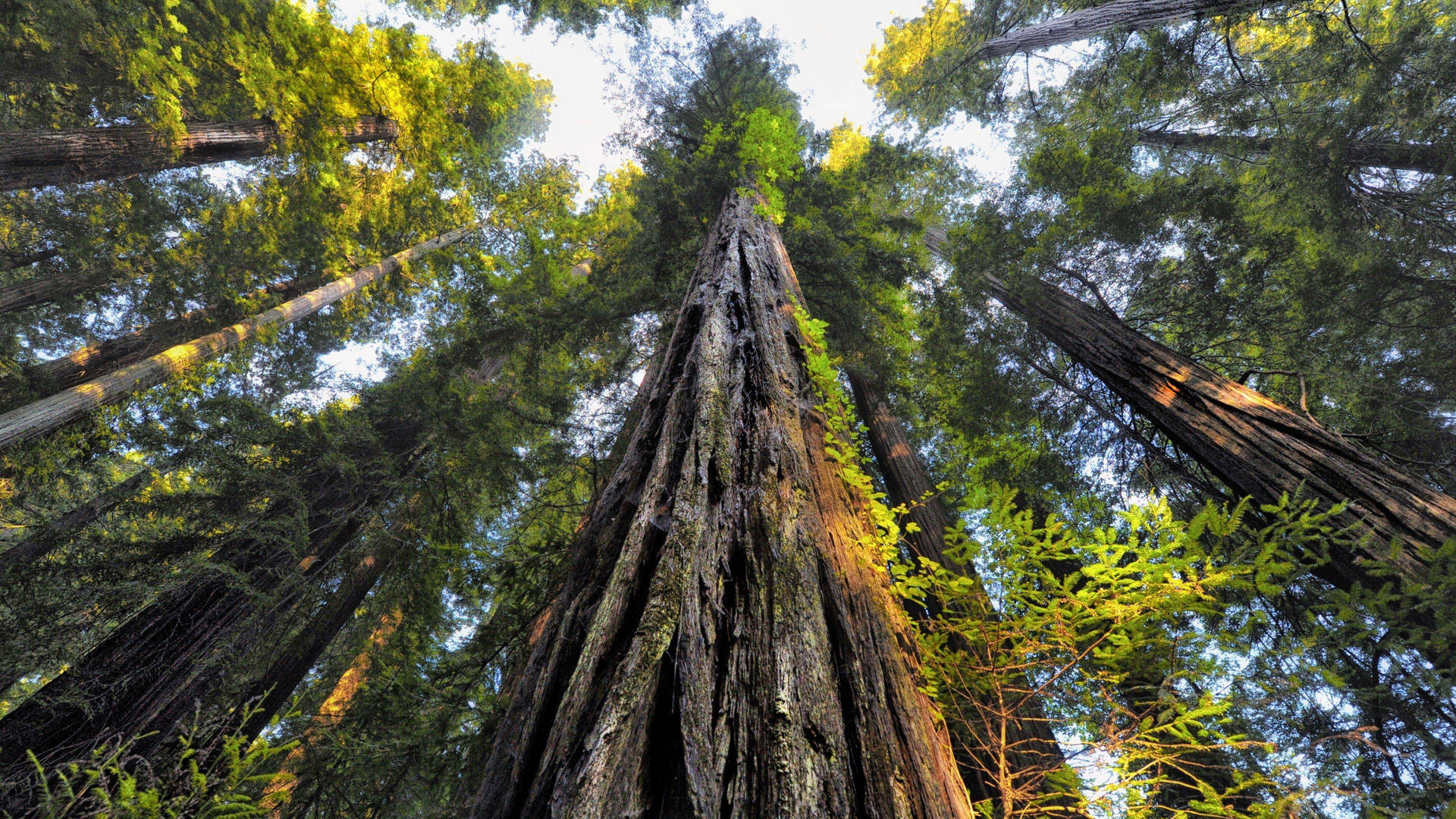 Sequoia National Park Upward Trees Wallpaper