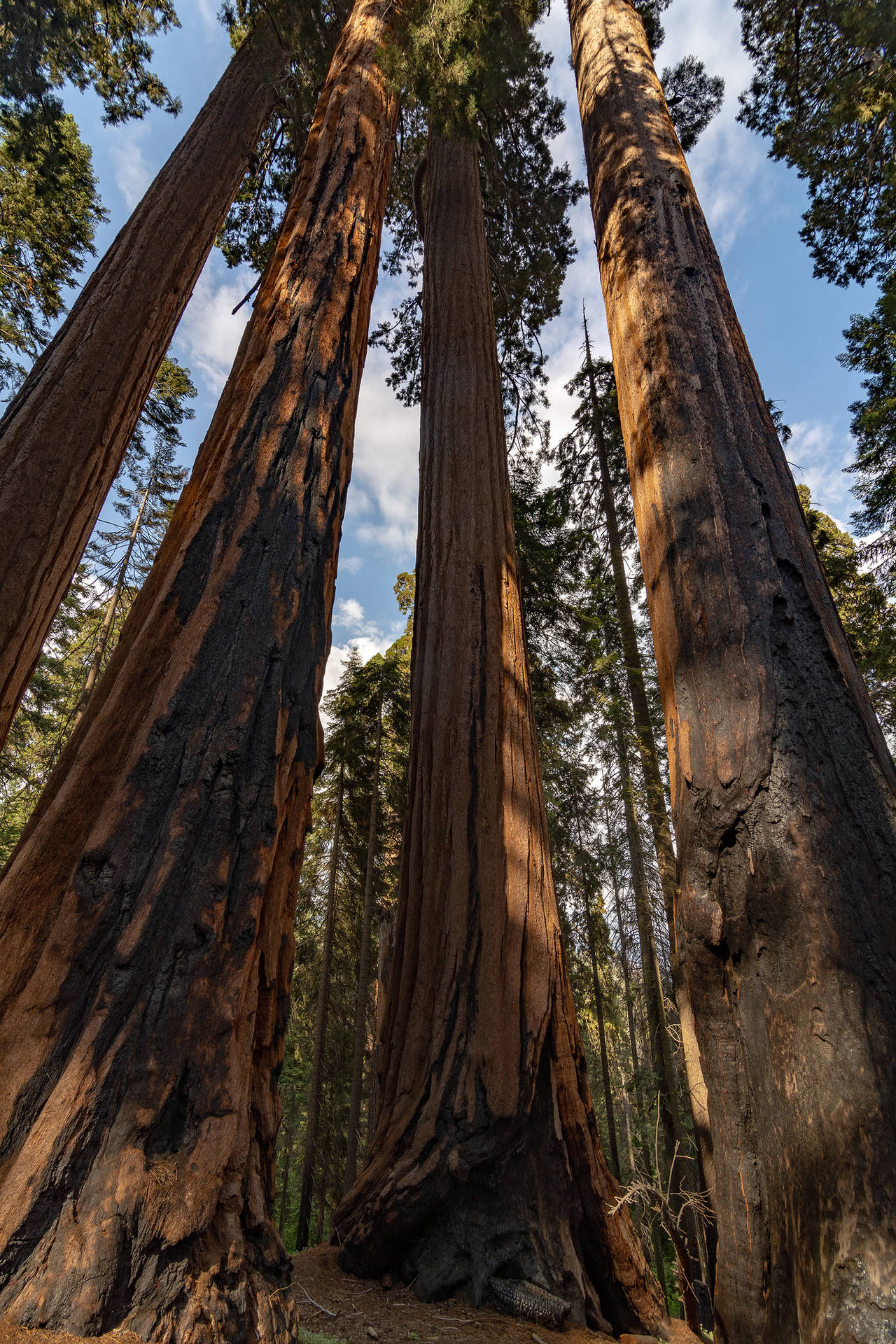Parconazionale Di Sequoia Verso L'alto Sfondo