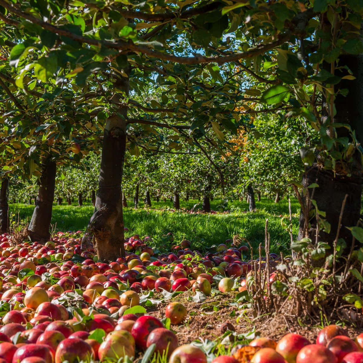 Serene Apple Orchard At Sunrise Wallpaper