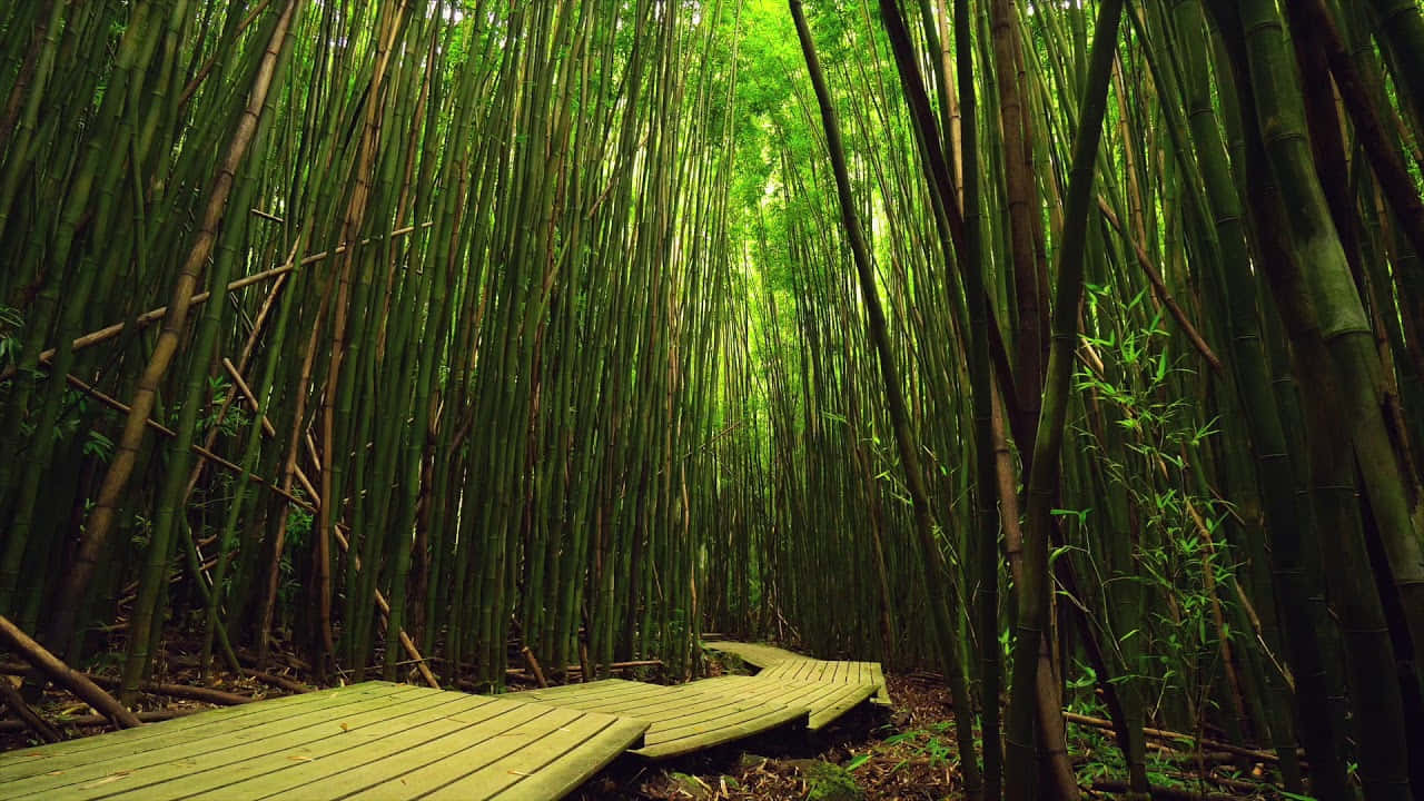 Serene_ Bamboo_ Forest_ Path_ H D.jpg Wallpaper