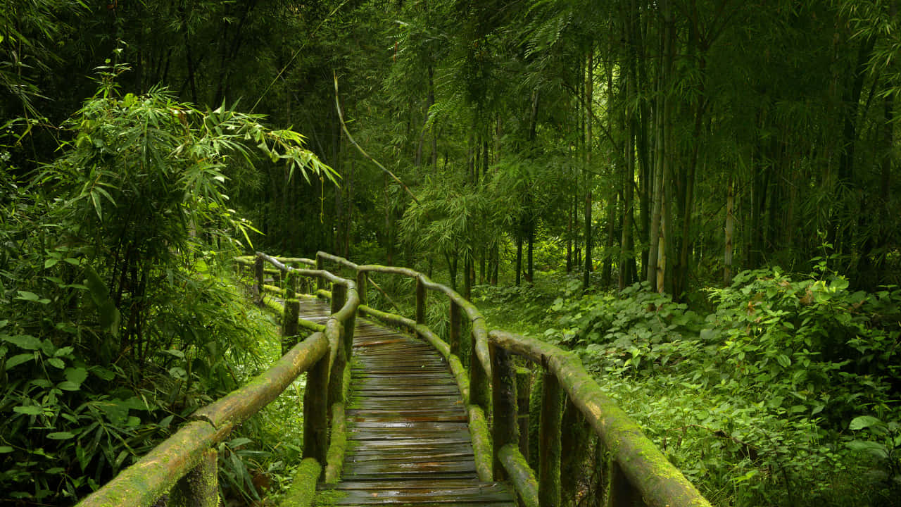 Serene_ Bamboo_ Forest_ Pathway.jpg Wallpaper