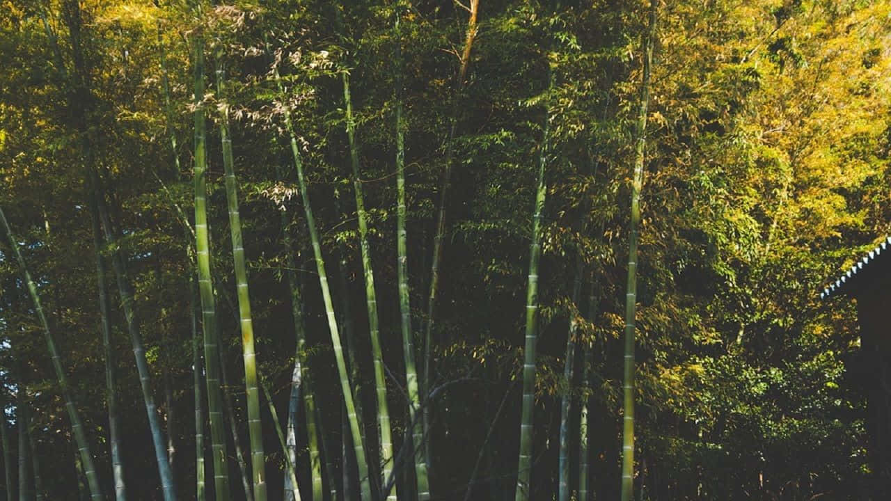 Serene_ Bamboo_ Grove.jpg Wallpaper