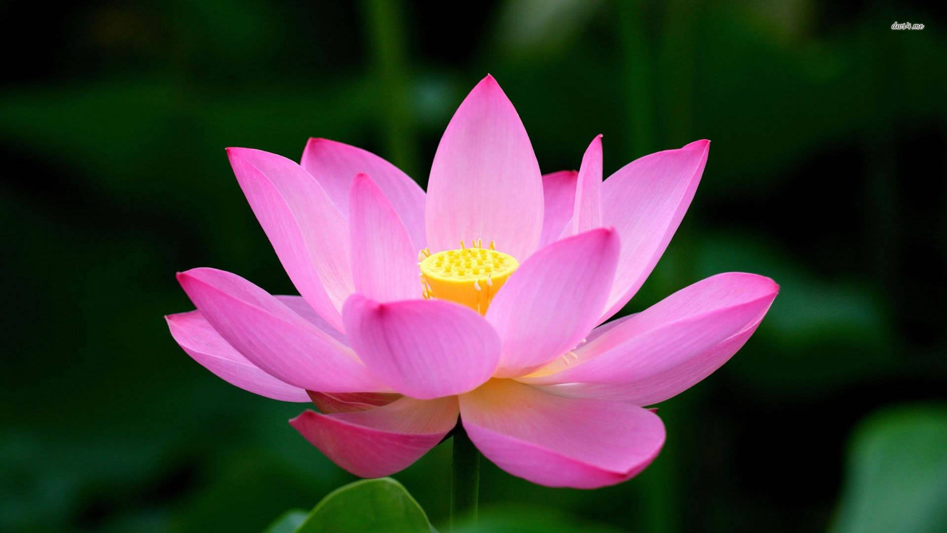 Serene Beauty Of Lotus Pond Wallpaper