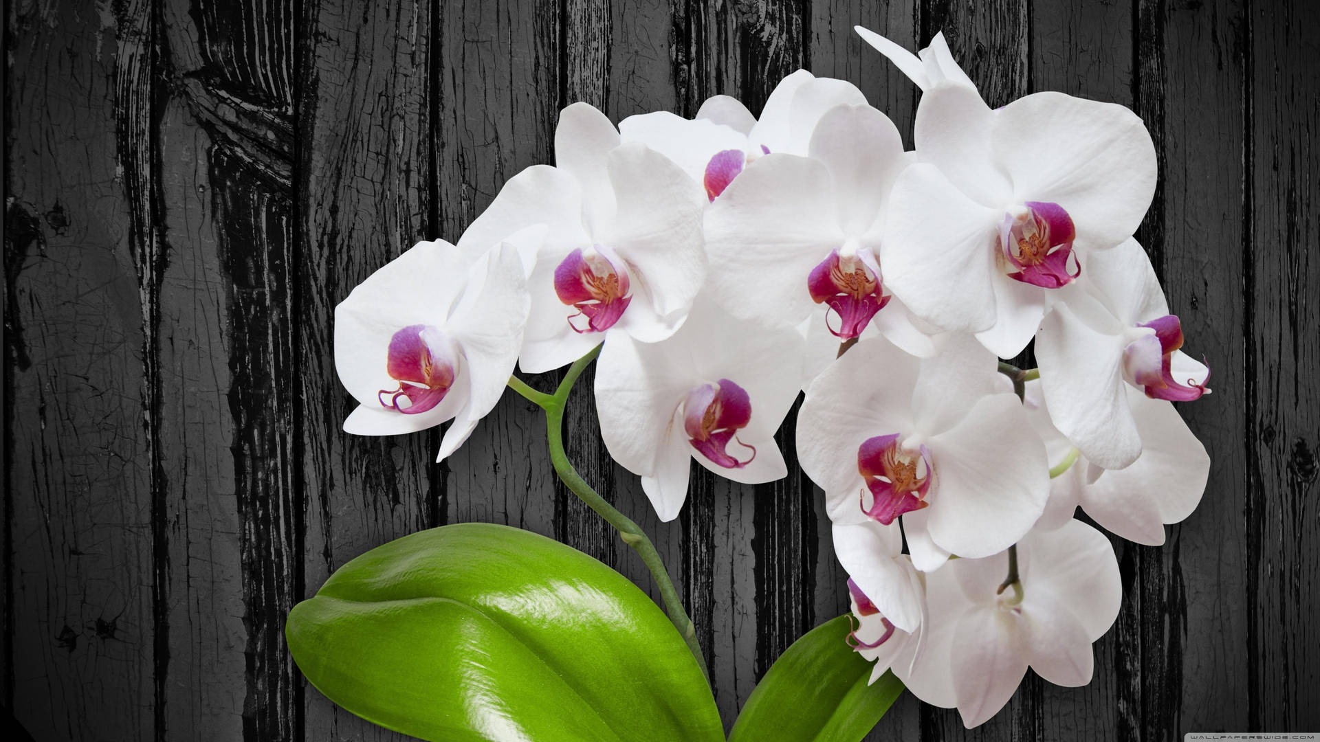 Serene Beauty Of White Flowers Wallpaper