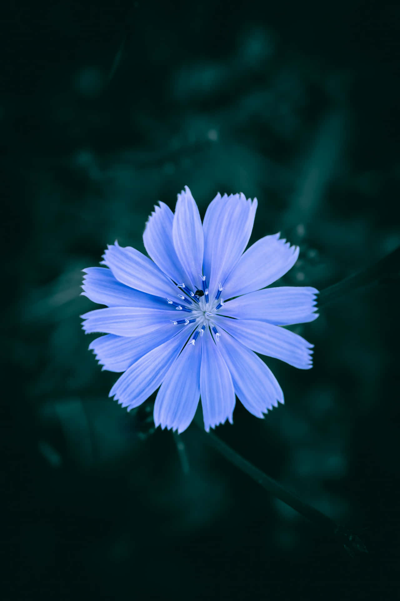 Serene_ Blue_ Flower_ Closeup.jpg Wallpaper
