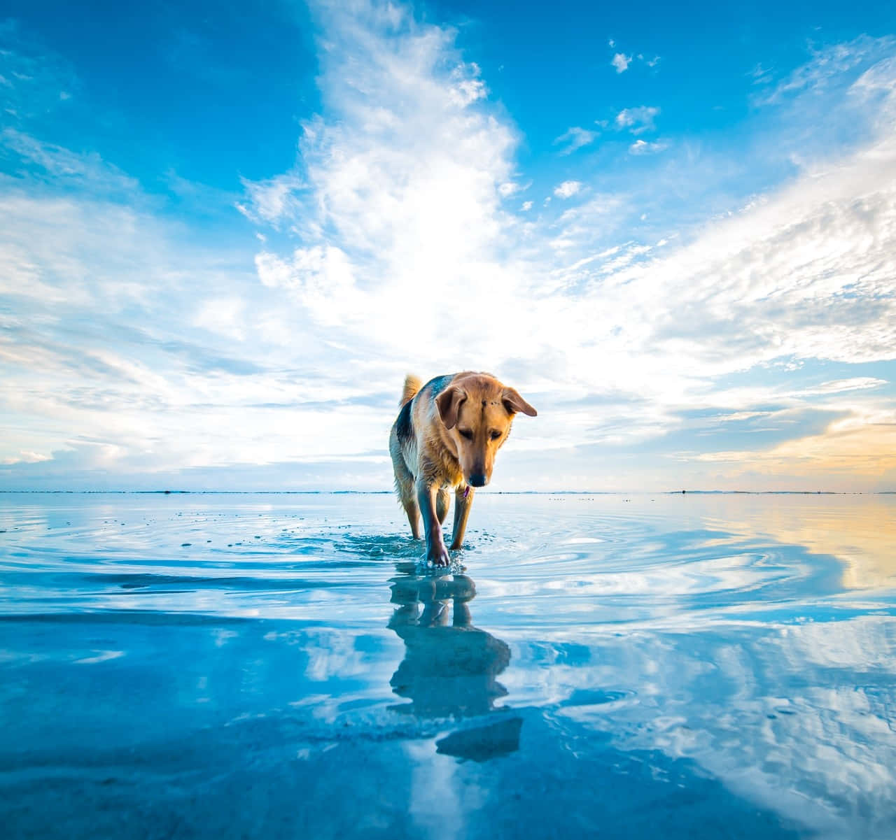 Serene Canine Blue Beach Sunset Wallpaper